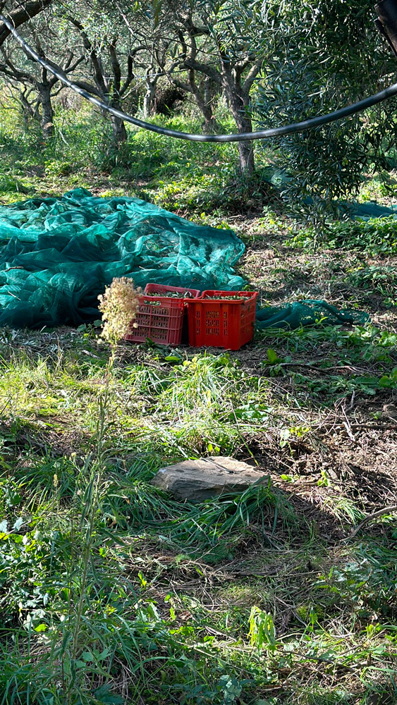 gallery_oleificio_pinto_2