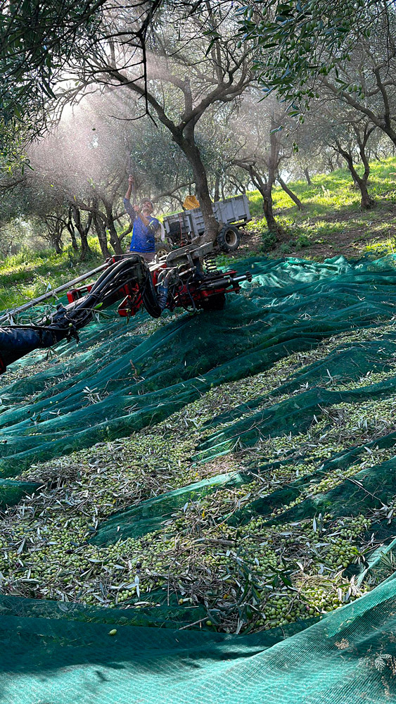 gallery_oleificio_pinto_4