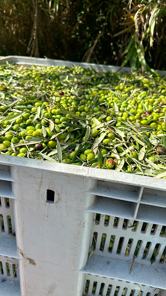 gallery_oleificio_pinto_5