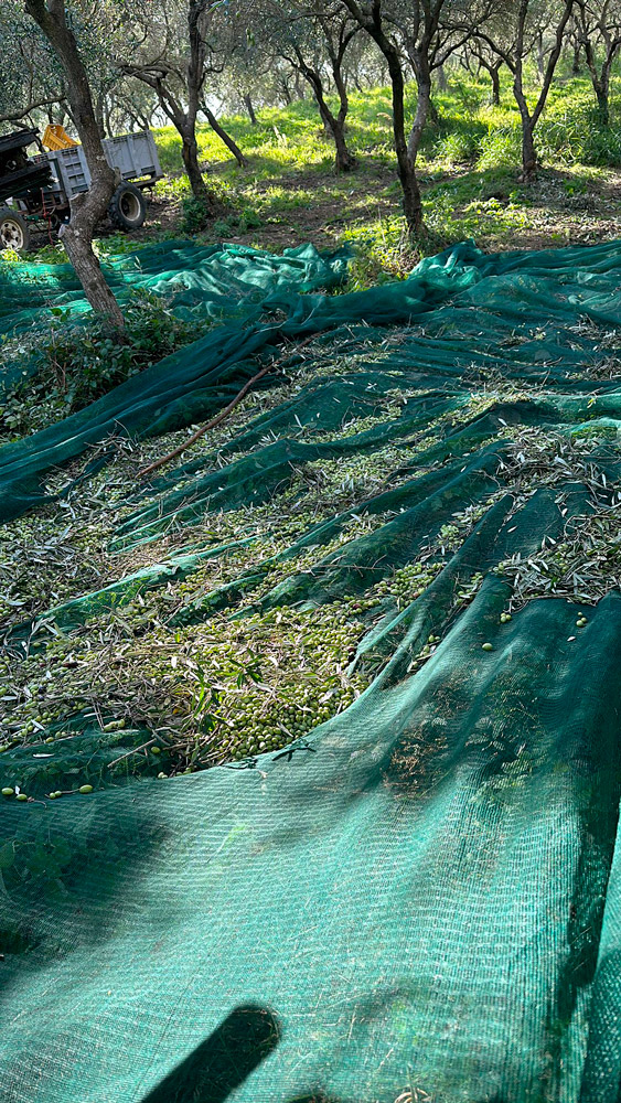 gallery_oleificio_pinto_6