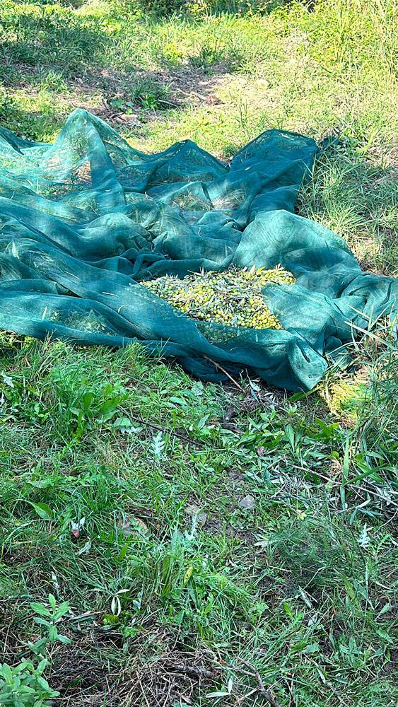 gallery_oleificio_pinto_8