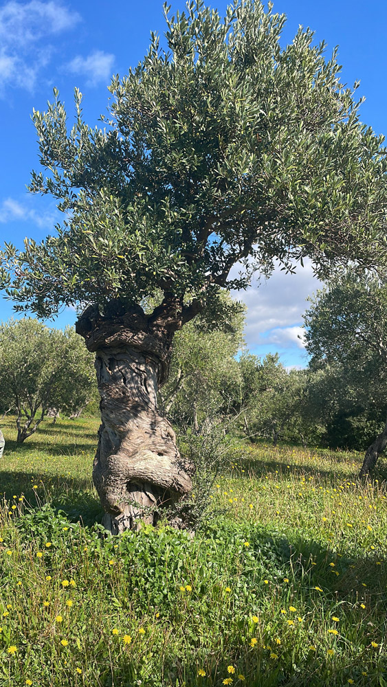 Olivo secolare Cilento