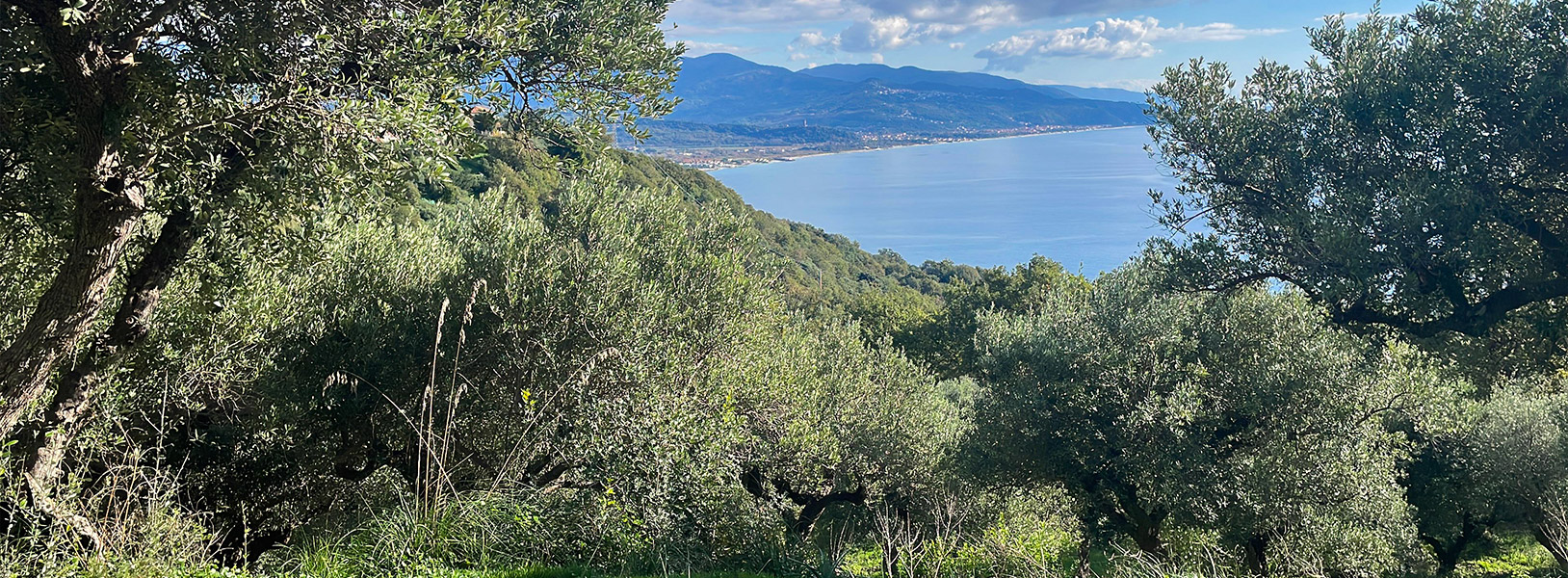 Uliveti del Cilento a Casal Velino dove nasce l'olio extravergine della famiglia Pinto