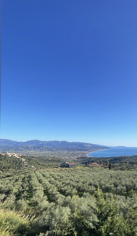 Oleificio Pinto a Casal Velino e tradizione della famiglia Pinto nel Cilento